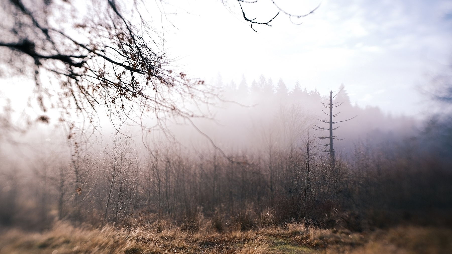 Color. A dead tree against a misty background.